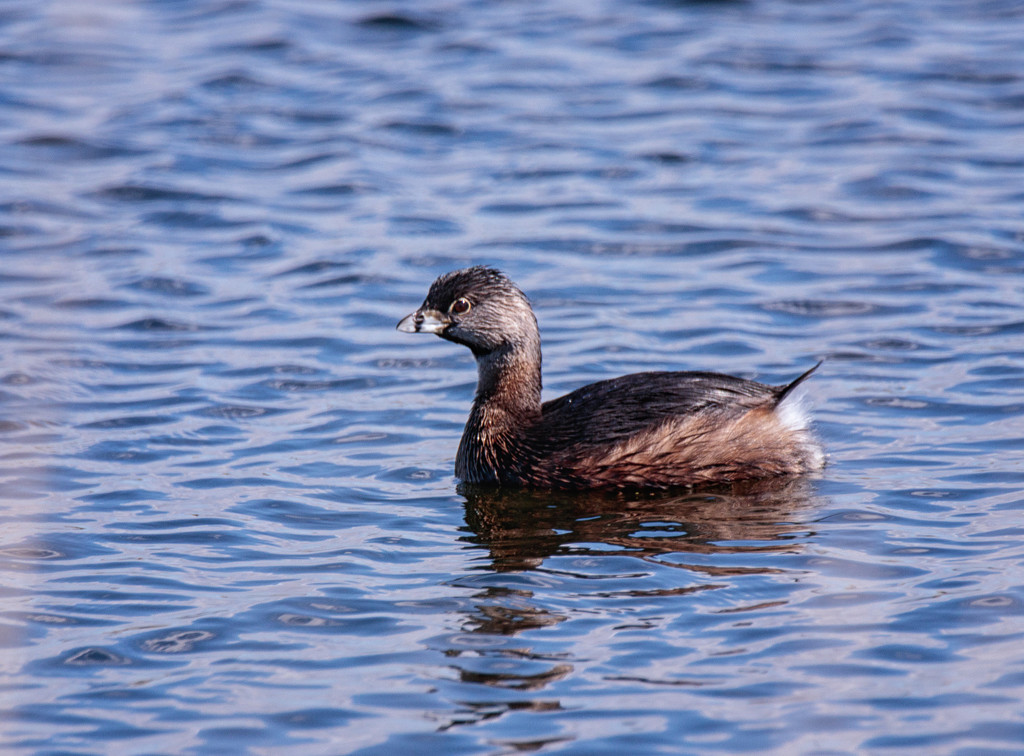 pied billed grebe by aecasey