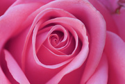 6th Oct 2018 - Real rose