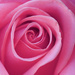 Real rose by ingrid01