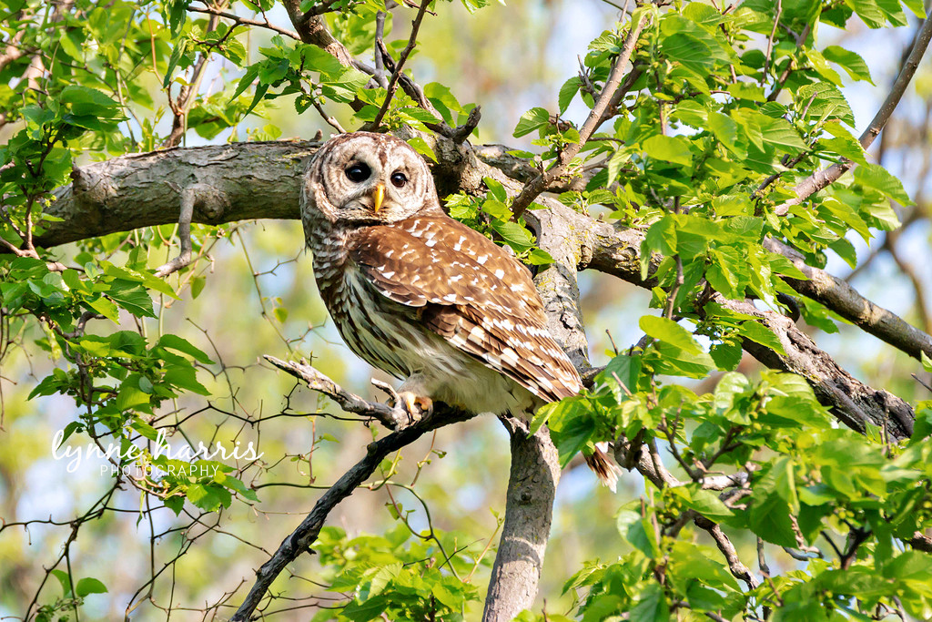 Barred Owl by lynne5477