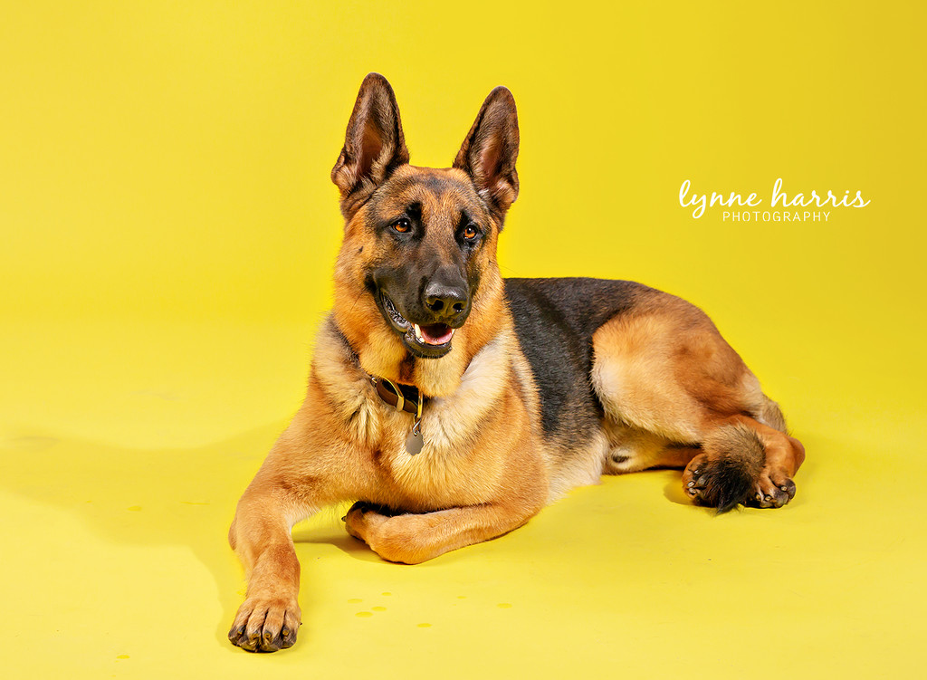 Pet Photography by lynne5477