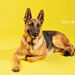 Pet Photography by lynne5477