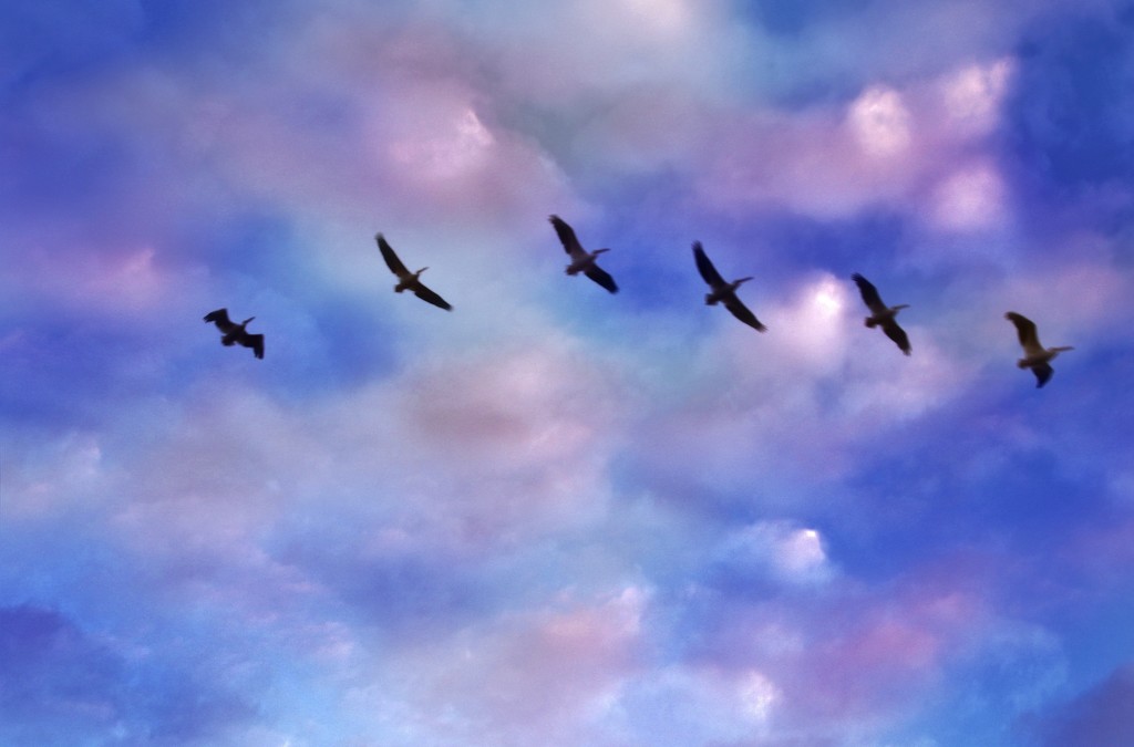 Pelicans and Poofy Clouds by lynnz