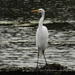 egret as promised by amyk