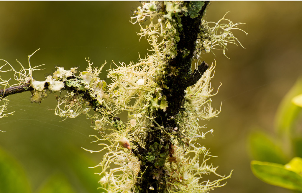 Lichen on the Limb! by rickster549