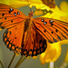 Gulf Fritillary Butterfly on the Cone Flowers! by rickster549