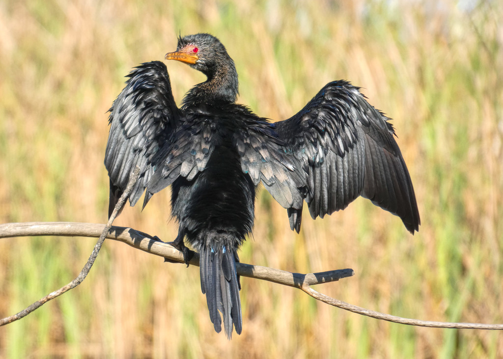 Cormorant drying it's wings by ludwigsdiana