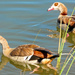 Egyptian Geese parents by ludwigsdiana