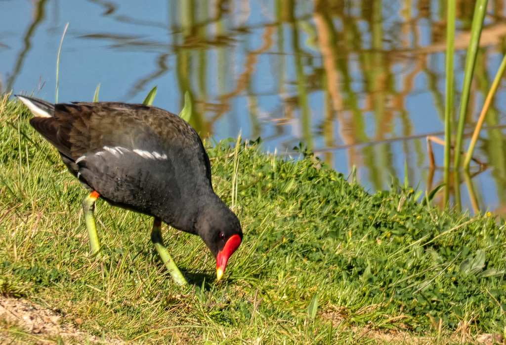 The Moorhen stayed by ludwigsdiana