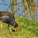 The Moorhen stayed by ludwigsdiana