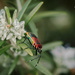 Harlequin Bugs (Dindymus versicolor )  by ulla