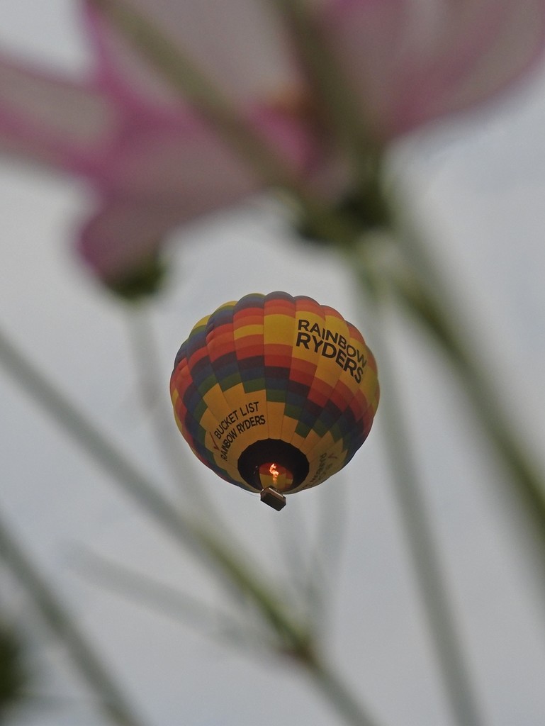 Hot Air Balloon over our Flower Garden by janeandcharlie
