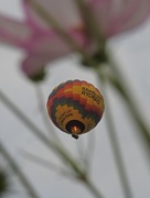 7th Oct 2018 - Hot Air Balloon over our Flower Garden
