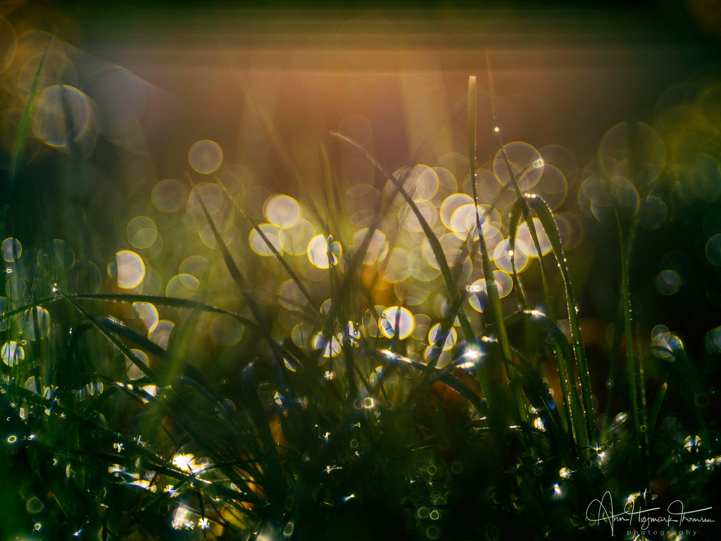 Morning dew by atchoo