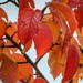 Autumn Prunus by craftymeg