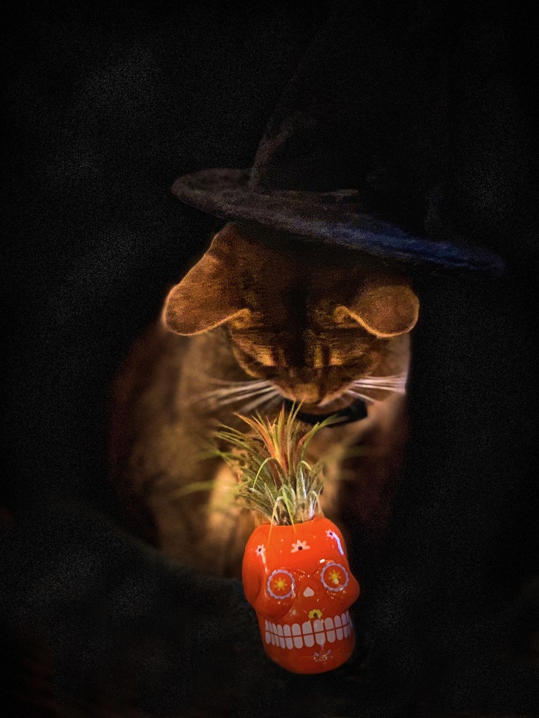 Cat Witch conjuring by berelaxed