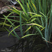 Water Iris by samae