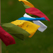 prayer flags  by rminer