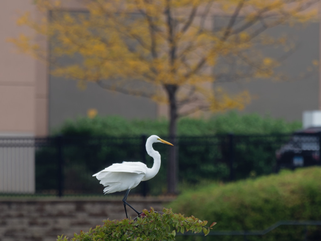 Great White Egret Perching by rminer