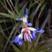 Tillandsia..Air Plant Flower ~ by happysnaps