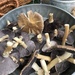 Mushrooms  by beckyk365