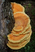 6th Oct 2018 - LHG_2598  orange tree fungi
