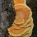 LHG_2598  orange tree fungi by rontu