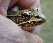 7th Oct 2018 - A Frog In the Hand...