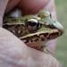 A Frog In the Hand... by cjwhite