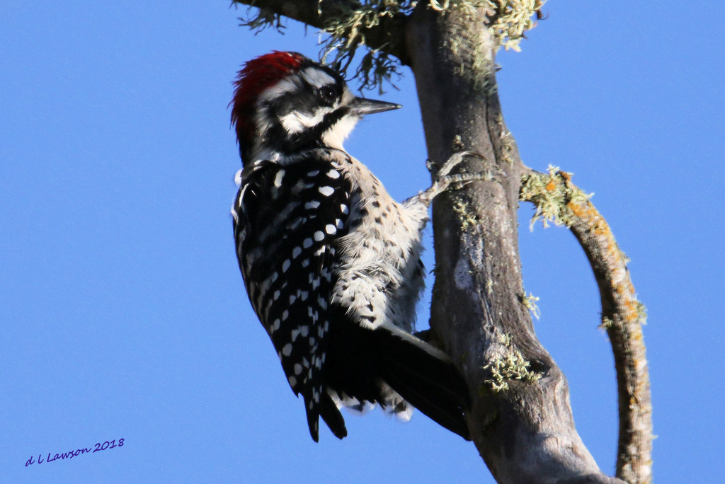 Woody Woodpecker by flygirl