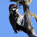 Woody Woodpecker by flygirl