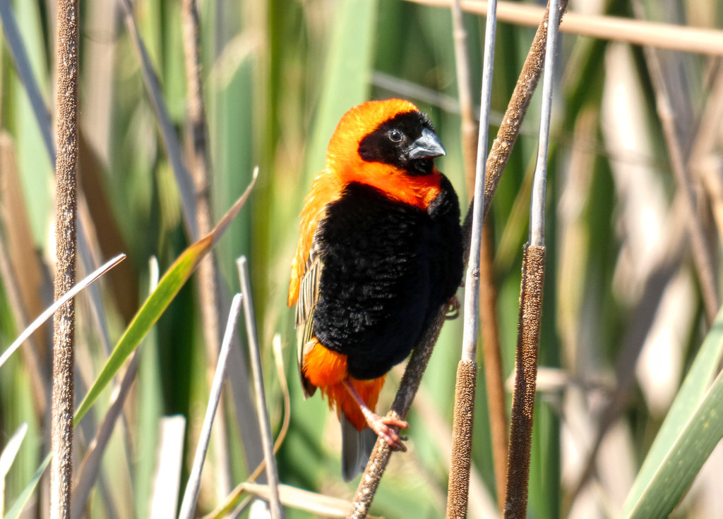 Red bishop by ludwigsdiana