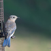 So many colors of blue in a Bluebird by jnorthington