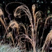 Dry grasses by 777margo