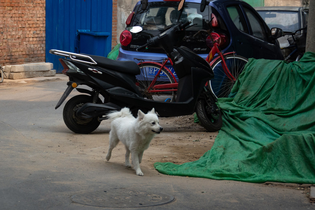 Street Dog at Beijing by yaorenliu