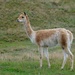 VICUNA  by markp