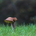 Little toadstool family by mittens