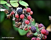 8th Oct 2018 - There are still some blackberries about