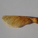 maple seed by arthurclark