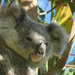 flying solo by koalagardens