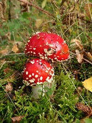 7th Oct 2018 - Fly agaric