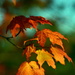 Autumn Leaves by jayberg