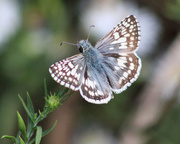 8th Oct 2018 - Checkered Skipper