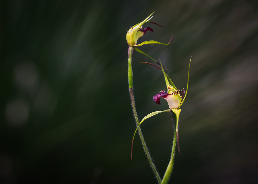 King Spider Orchids by jodies