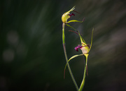 8th Oct 2018 - King Spider Orchids