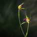King Spider Orchids by jodies
