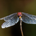 White faced meadowhawk dragonfly by rminer