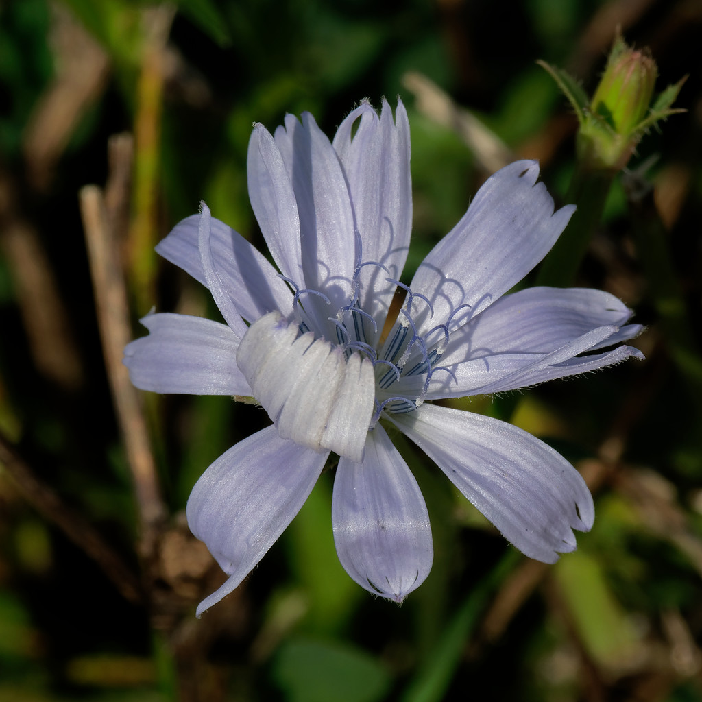 chicory by rminer