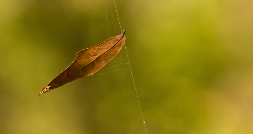 The Spider Caught the Leaf! by rickster549