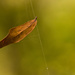 The Spider Caught the Leaf! by rickster549